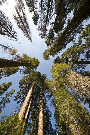 Mariposa Grove of Giant Sequoias